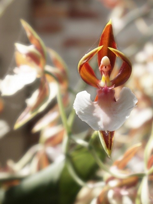 Ballerina Orchid